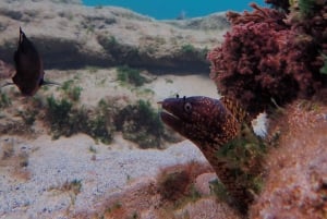 Porto Santo: Guided Snorkeling Tour in Protected Waters