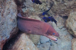 Porto Santo: Guided Snorkeling Tour in Protected Waters