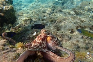 Porto Santo: Guided Snorkeling Tour in Protected Waters