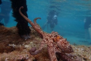 Porto Santo: Guided Snorkeling Tour in Protected Waters