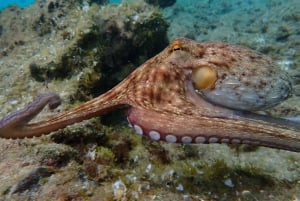 Porto Santo: Guided Snorkeling Tour in Protected Waters