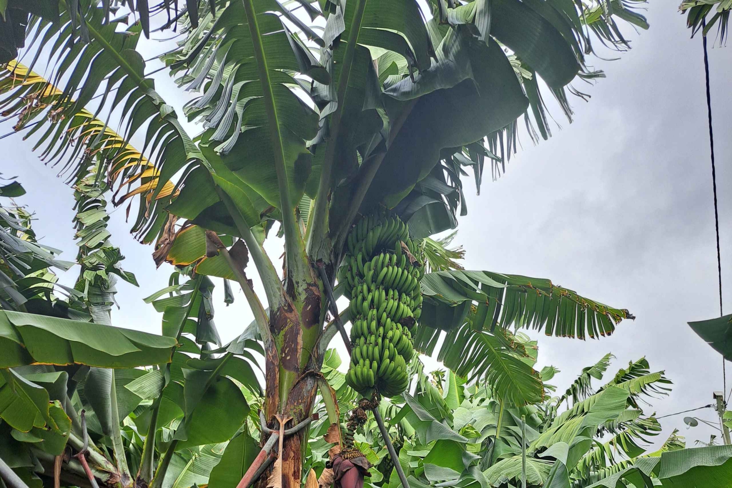 Sul da Madeira: excursão de 1 dia, viagem de tirar o fôlego pela montanha e pela costa