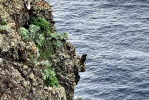 Sud de Madère : excursion d'une journée, montagne et côte à couper le souffle