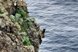 Sul da Madeira: excursão de 1 dia, viagem de tirar o fôlego pela montanha e pela costa