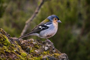Tour all'alba @ Pico Do Areiro | Tour di mezza giornata in 4x4