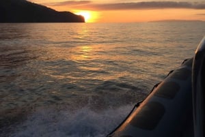 Solnedgangstur + delfin- og hvalsafari - hurtigbåt