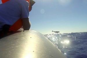 Solnedgangstur + delfin- og hvalsafari - hurtigbåt