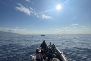 Solnedgangstur + delfin- og hvalsafari - hurtigbåt