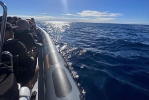 Solnedgangstur + delfin- og hvalsafari - hurtigbåt