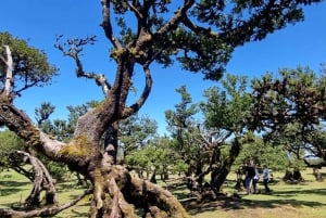 Madeira: Surrealistisk oplevelse i vest