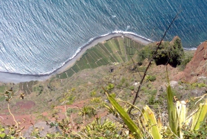 Toboggan Ride & Madeira Wine Tasting Tour