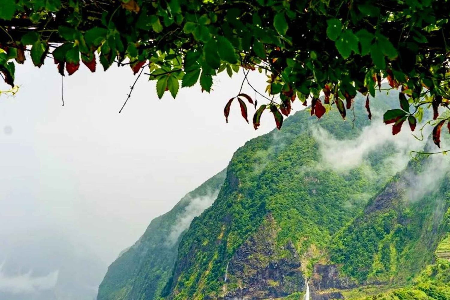 トロピカルタイド、ポルトモニス、ファナルの森4WDジープツアー