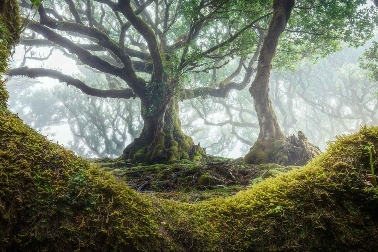 トロピカルタイド、ポルトモニス、ファナルの森4WDジープツアー