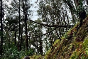 トロピカルタイド、ポルトモニス、ファナルの森4WDジープツアー