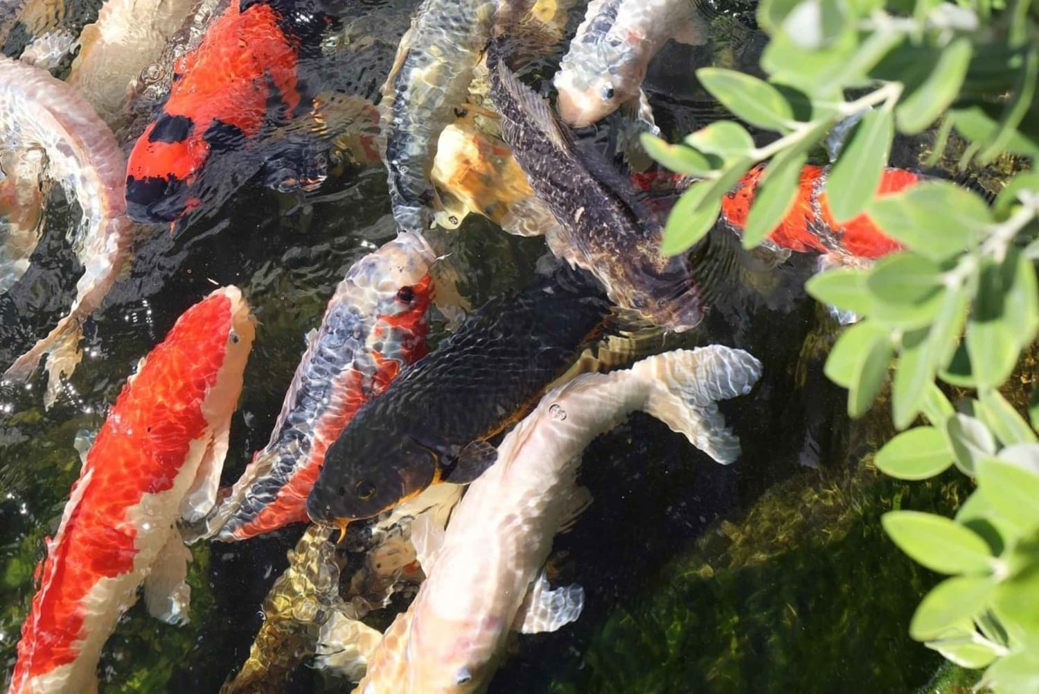 Visita all'Isola degli Uccelli di Madeira