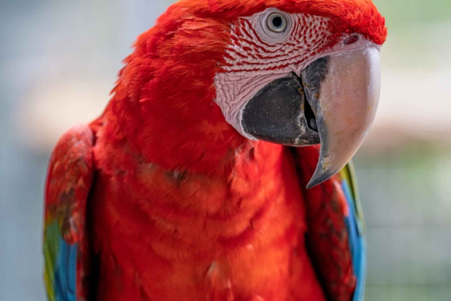 Visita all'Isola degli Uccelli di Madeira