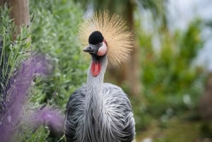 Visit to Madeira Bird Island