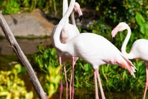 Visit to Madeira Bird Island