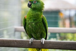 Visit to Madeira Bird Island