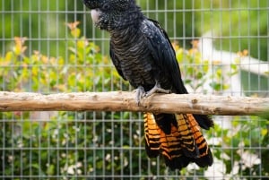 Visit to Madeira Bird Island