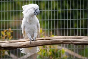 Visit to Madeira Bird Island