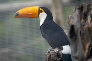 Visit to Madeira Bird Island