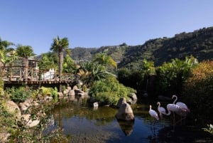 Visita all'Isola degli Uccelli di Madeira