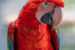 Visita all'Isola degli Uccelli di Madeira