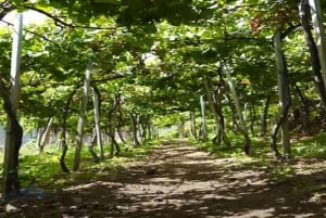 Visiting local Vineyard With Wine Tasting & Lunch included