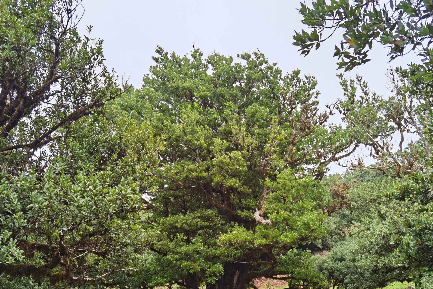Vest: 4x4-tur | Seixal-stranden | Porto Moniz naturlige pools |.