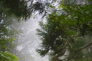 Vest: 4x4-tur | Seixal-stranden | Porto Moniz naturlige pools |.