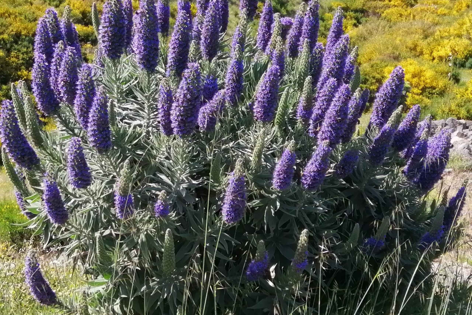 Vest-Madeira: Laurbærskog, foss, steinbassenger, tur