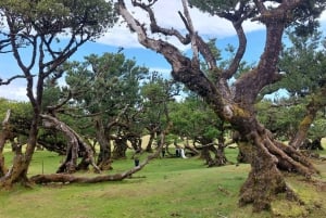 West Madeira:, Laurel Forest, Waterfall, Rock Pools, Walk