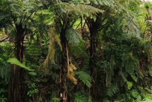 West Madeira:, Laurel Forest, Waterfall, Rock Pools, Walk