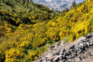 Vest-Madeira: Laurbærskog, foss, steinbassenger, tur