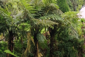 Vest-Madeira: Laurbærskog, foss, steinbassenger, tur