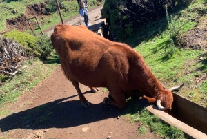 Västsafari – Den naturliga poolen Porto Moniz med öppna takjeepar
