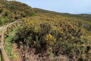 Västsafari – Den naturliga poolen Porto Moniz med öppna takjeepar