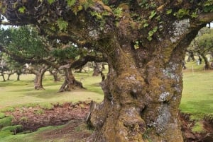 West Tour Madeira Island