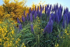Västtur Madeira Island