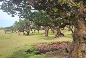 Västtur Madeira Island
