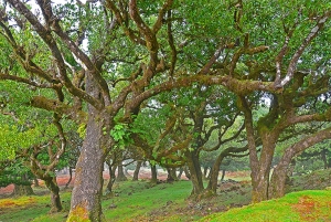 West Tour - Porto Moniz VIP 4X4 Wrangler Tour 8h Trip