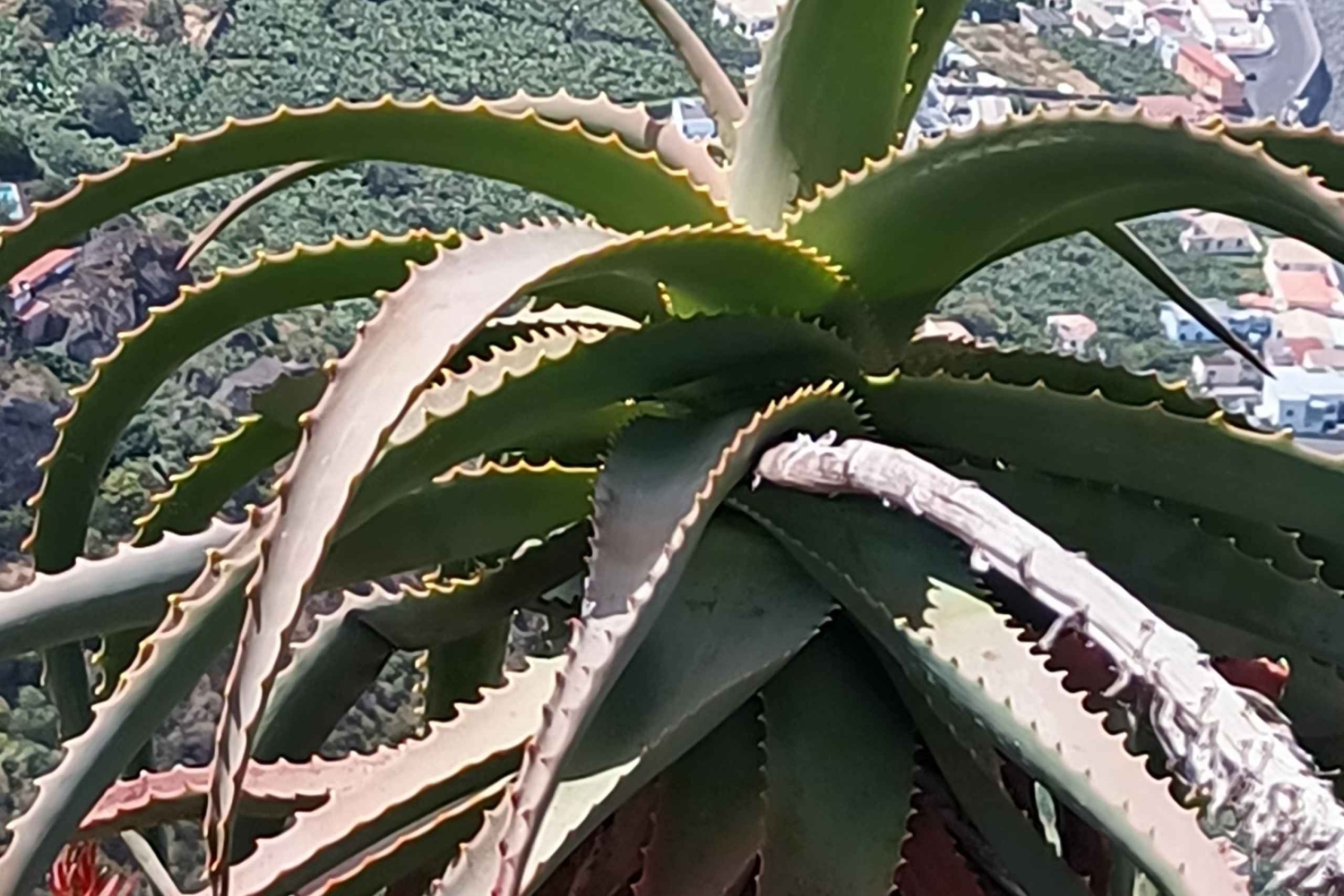 Western Madeira: Self-Driven Guided Motorcycle Day Tour