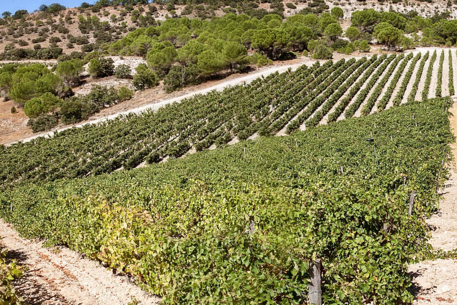 Tour exclusivo pela vinícola e degustação na Golden Mile