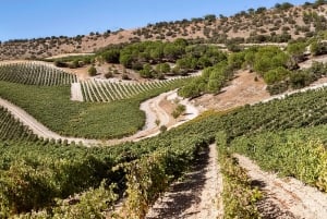 Eksklusiv vingårdstur og smaking i Golden Mile