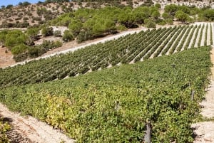 Tour exclusivo pela vinícola e degustação na Golden Mile