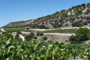 Tour exclusivo pela vinícola e degustação na Golden Mile