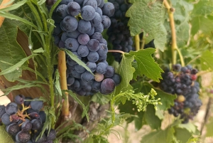 Da Madrid: tour enologico della Ribera del Duero con pranzo locale