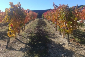 Da Madrid: tour enologico della Ribera del Duero con pranzo locale