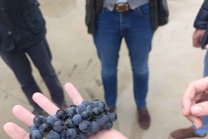 Da Madrid: tour enologico della Ribera del Duero con pranzo locale